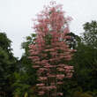 Toona sinensis 'Flamingo': Bild 6/7