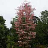 Toona sinensis 'Flamingo' - Rosa Surenbaum