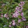 Syringa josiflexa 'Bellicent': Bild 2/3