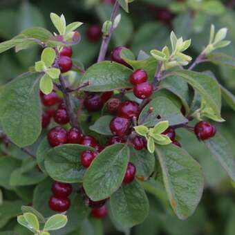 Lonicera xylosteoi.'Clavey's Dwarf'