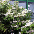 Viburnum plicatum 'Lanarth': Bild 3/7