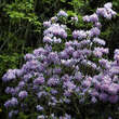 Rhododendron 'Praecox': Bild 5/9