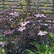 Sambucus nigra 'Black Beauty': Bild 4/4