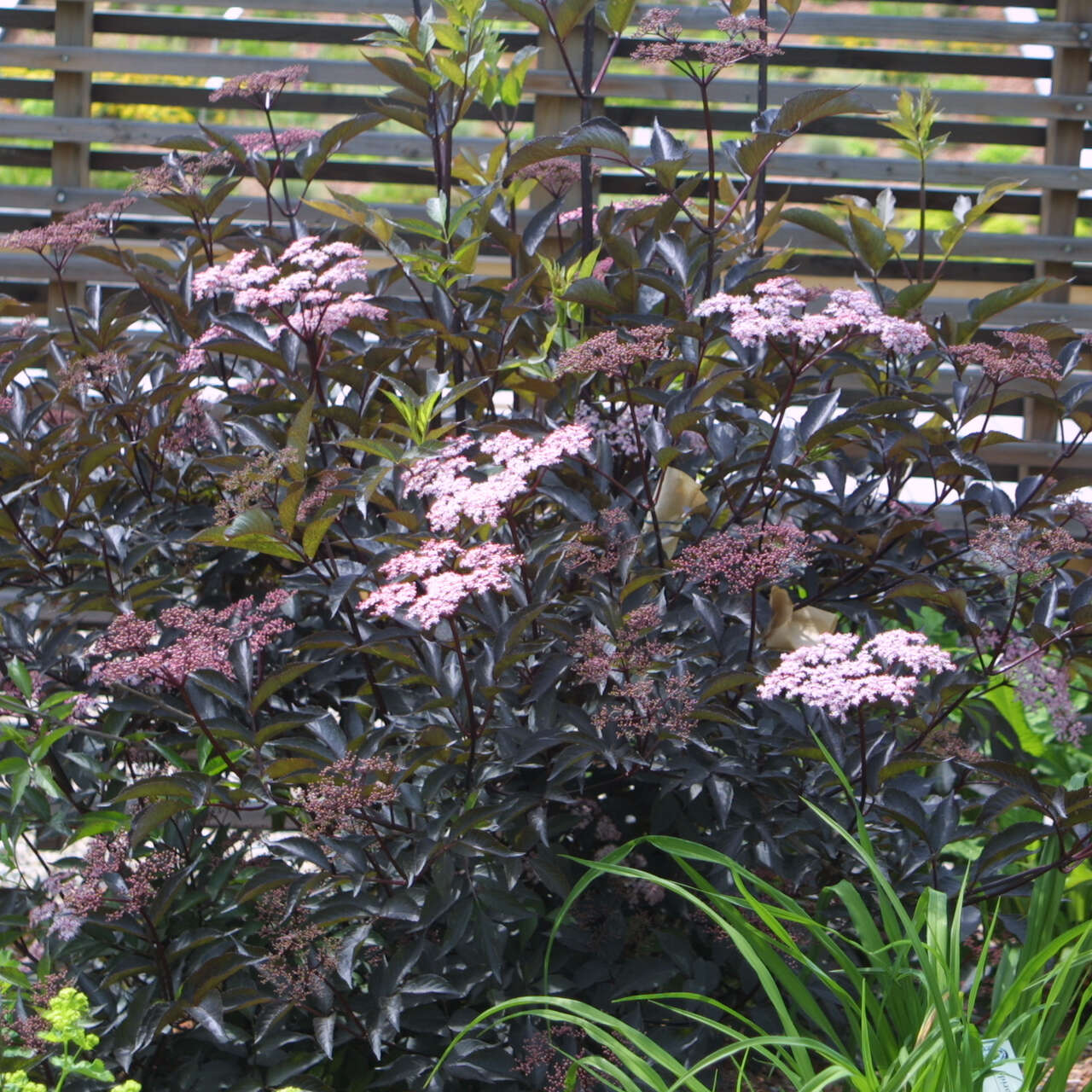 Rotblättriger Holunder Sambucus nigra 'Black Beauty' rosa