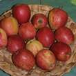 Malus domestica 'Steirische Schafnase': Bild 4/4