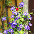 Clematis 'The President': Bild 6/6