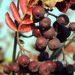 Sorbus 'Titan': Bild 6/12