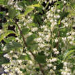 Pterostyrax hispida: Bild 2/3