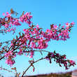 Prunus subhirt. 'Autumnalis Rosea': Bild 3/3