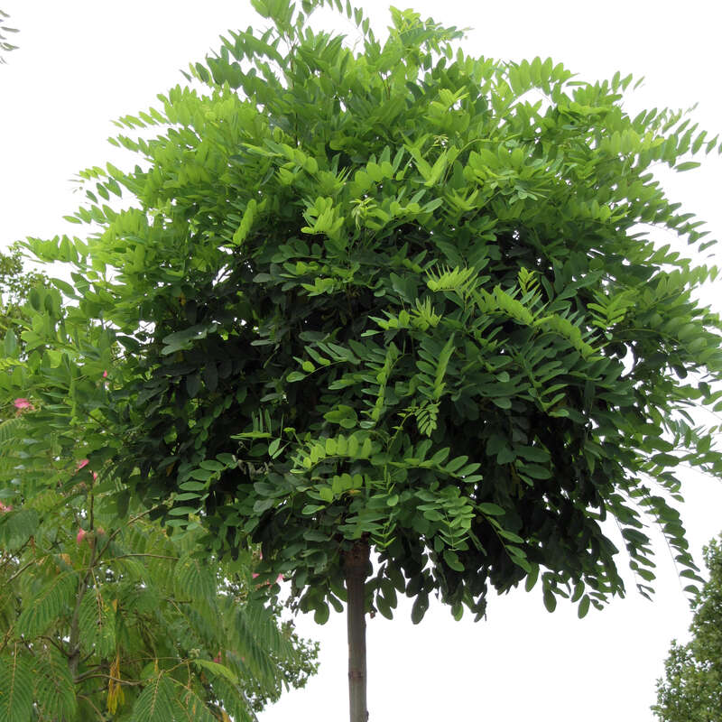 Kugelakazie Robinia pseudoacacia 'Umbraculifera'