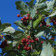 Sorbus aria 'Lutescens': Bild 3/8