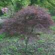 Acer palmatum 'Red Pygmy': Bild 3/4