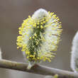 Salix caprea: Bild 4/5