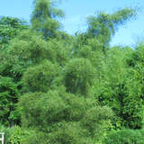 Alnus glutinosa 'Imperialis' - Federblättrige Schwarzerle