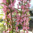 Prunus tenella campestris: Bild 2/2