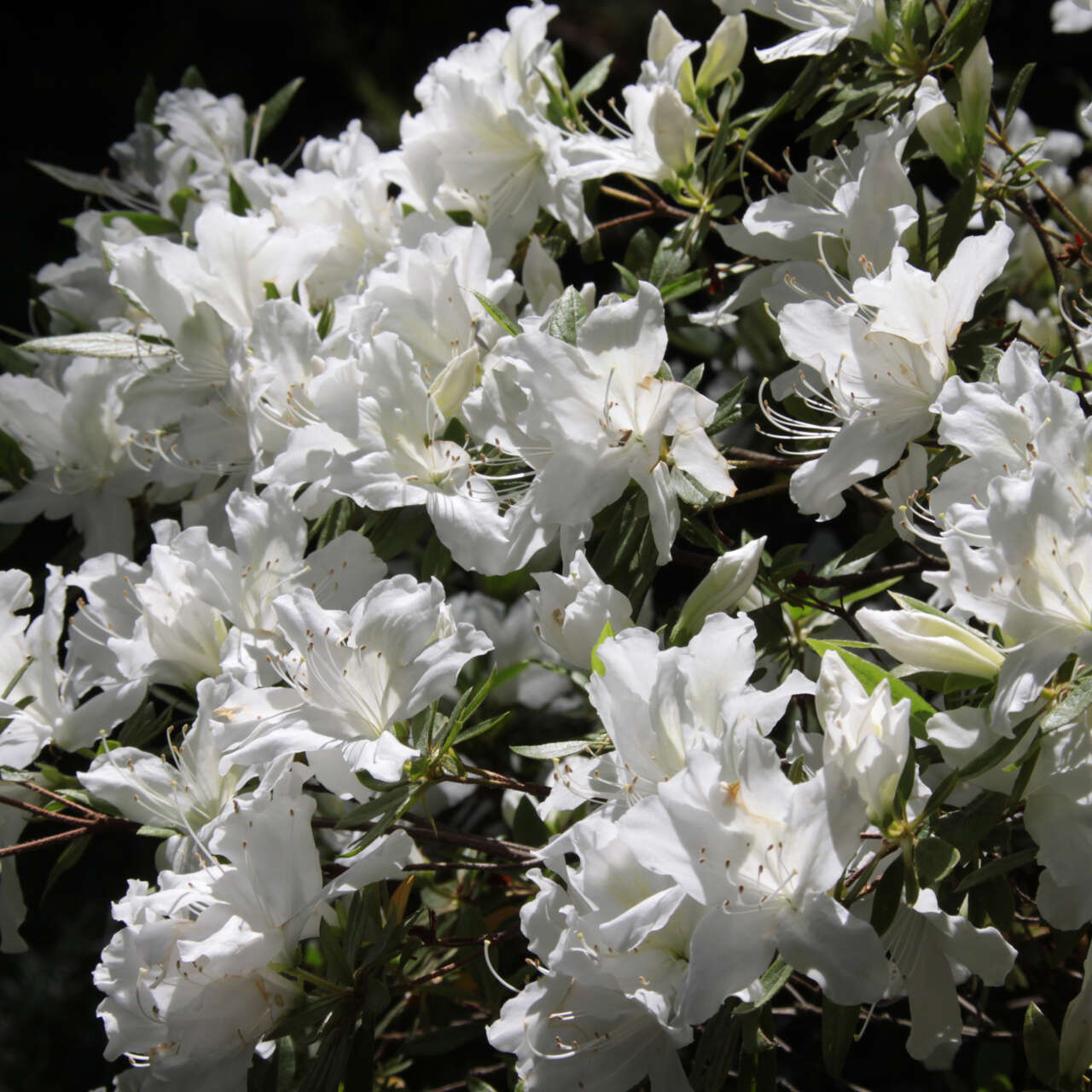 Kleinblumige Azalee - Azalea Japan Hybride - weiß - weiß