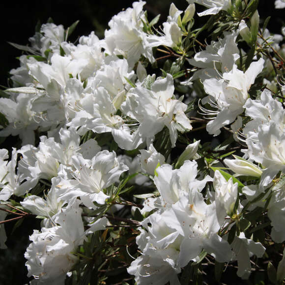 Kleinblumige Azalee Azalea Japan Hybride weiß weiß