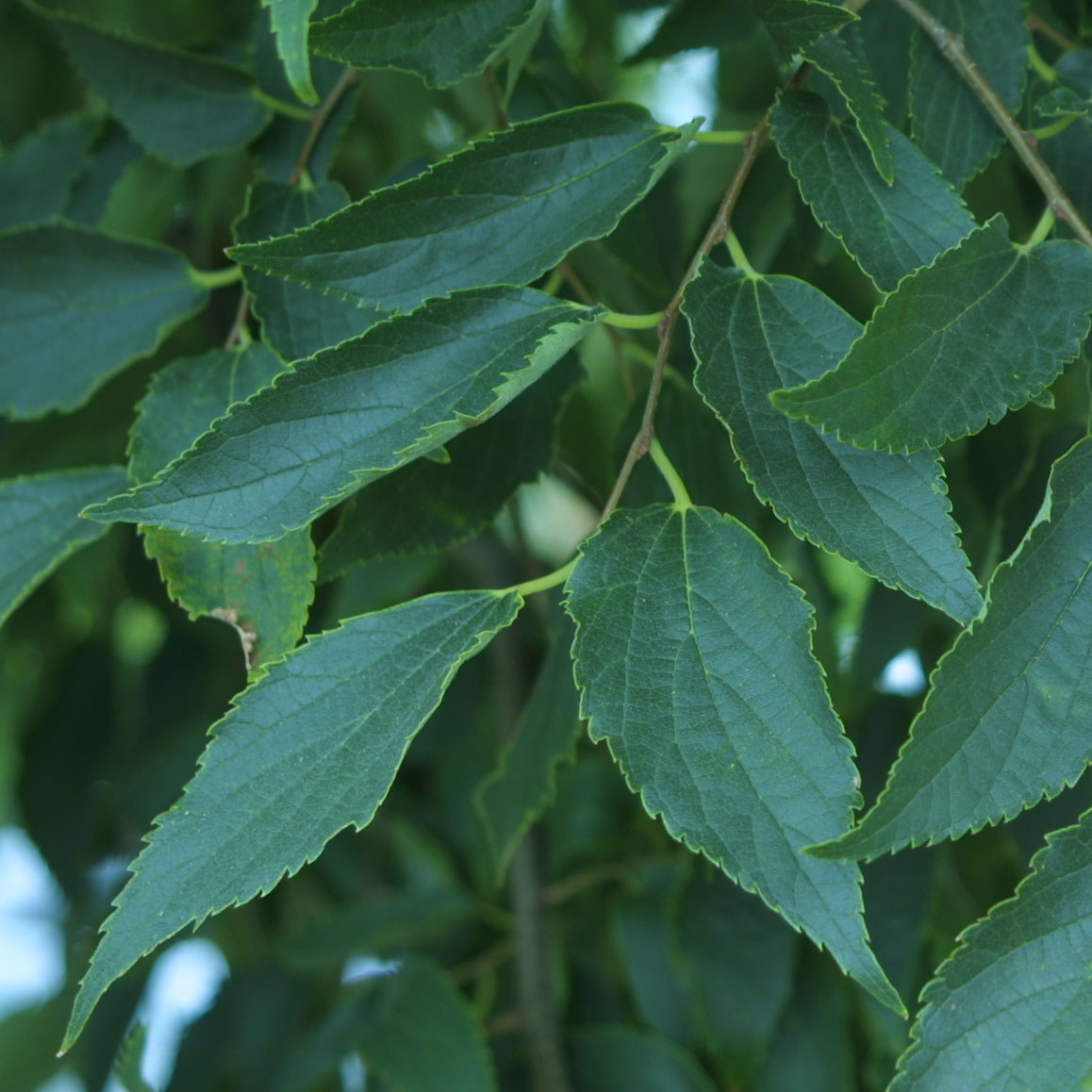 MittelmeerZürgelbaum Celtis australis unscheinbar, erbsengroße