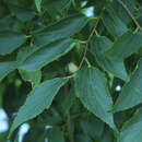 Celtis australis - Mittelmeer-Zürgelbaum