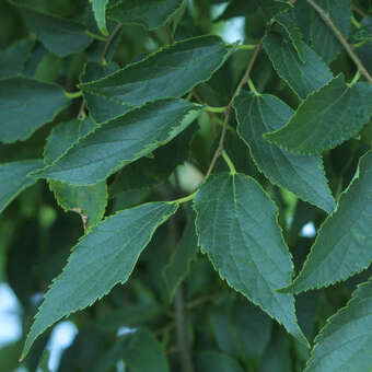 Celtis australis