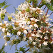 Xanthoceras sorbifolium: Bild 4/13