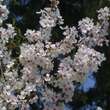 Prunus incisa 'The Bride': Bild 2/5