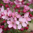 Malus 'Nicoline': Bild 4/7