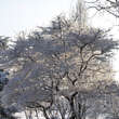 Ulmus minor 'Jacqueline Hillier': Bild 4/6