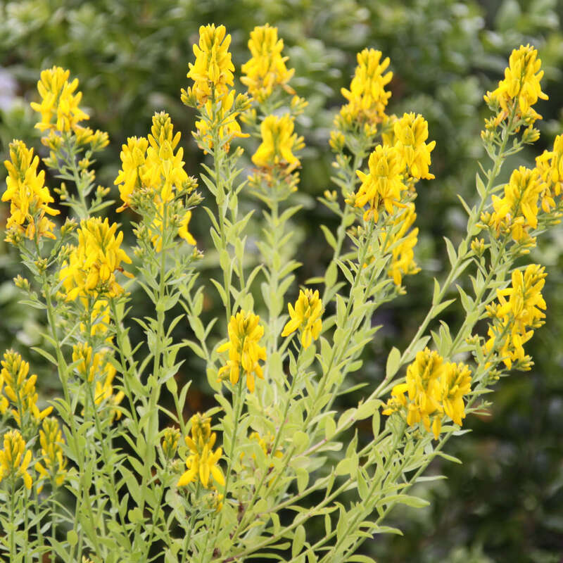 Königsgold-Ginster - Genista tinctoria 'Royal Gold' - gelb