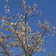 Prunus yedoensis: Bild 4/4