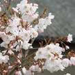 Prunus incisa 'The Bride': Bild 4/5
