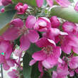 Malus 'Maypole': Bild 2/7