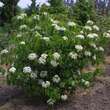 Viburnum lentago: Bild 7/9