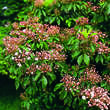 Kalmia latifolia: Bild 2/3