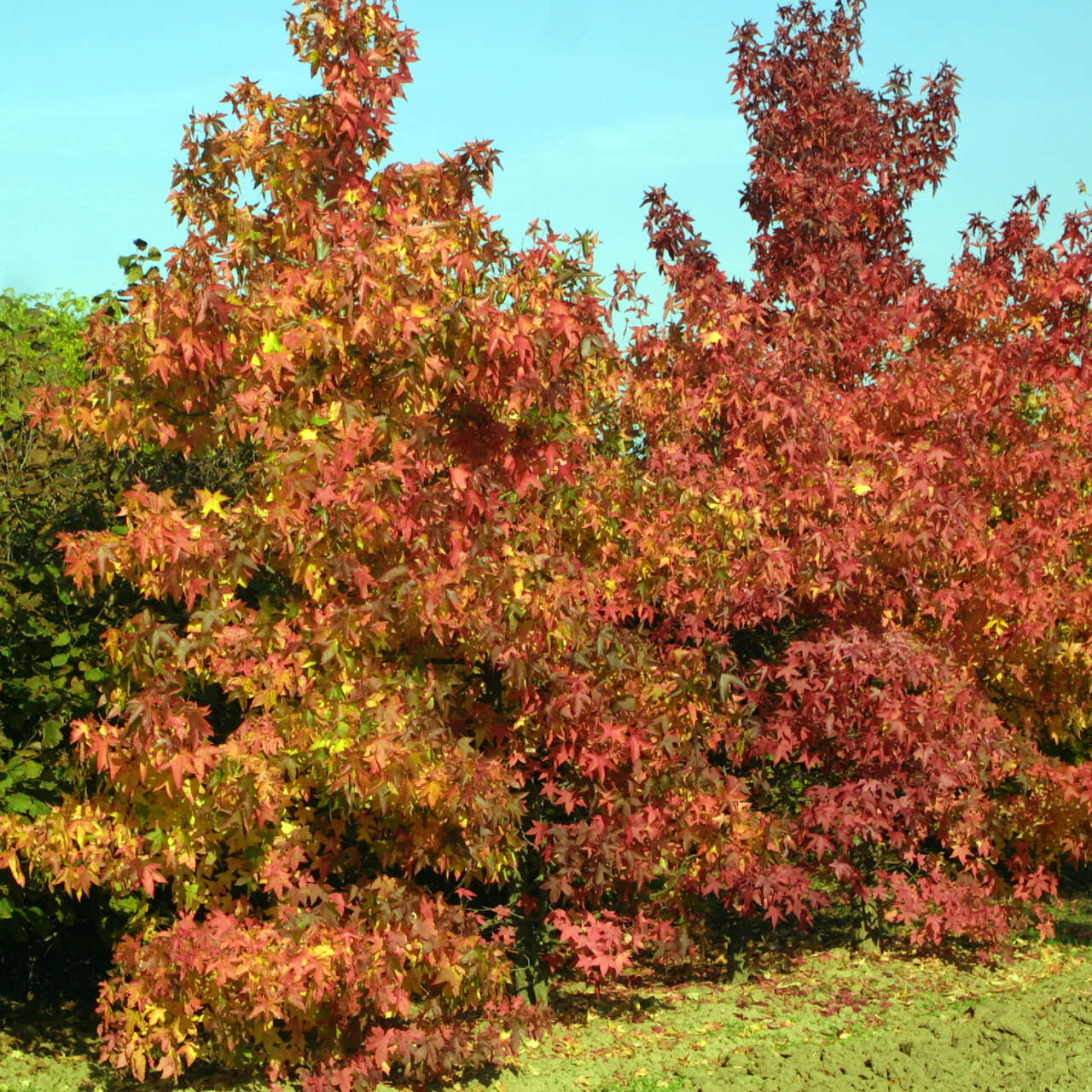 Amberbaum Liquidambar styraciflua grün