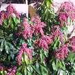 Pieris japonica 'Valley Valentine': Bild 2/2
