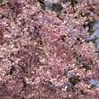 Prunus pendula 'Pendula Rubra': Bild 2/11