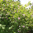 Rubus odoratus: Bild 5/5