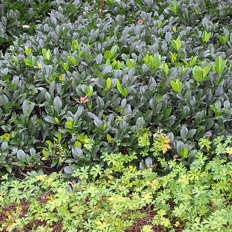 Kirschlorbeer - Prunus laurocerasus 'Piri' - wei