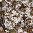 Prunus yedoensis 'Shidare-yoshino': Bild 3/3