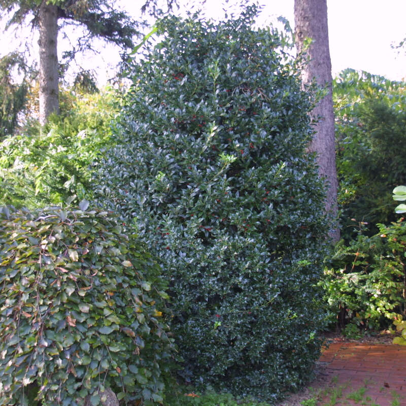 Stechpalme - Ilex aquifolium 'Alaska' in Baumschulqualitt aus sterreich  kaufen