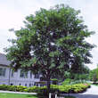 Acer pseudoplatanus: Bild 4/6