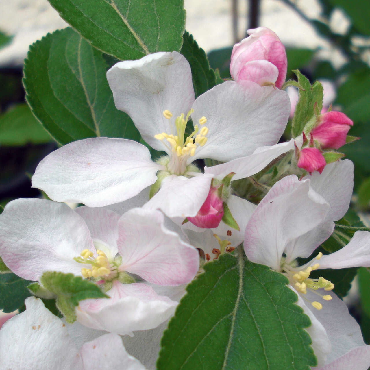 Herbstapfal - Malus domestica 'Retina' - weiß