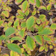 Chionanthus retusus: Bild 4/12
