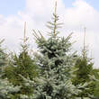 Picea pungens glauca: Bild 2/2