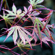 Acer palmatum 'Nicholsonii': Bild 2/3