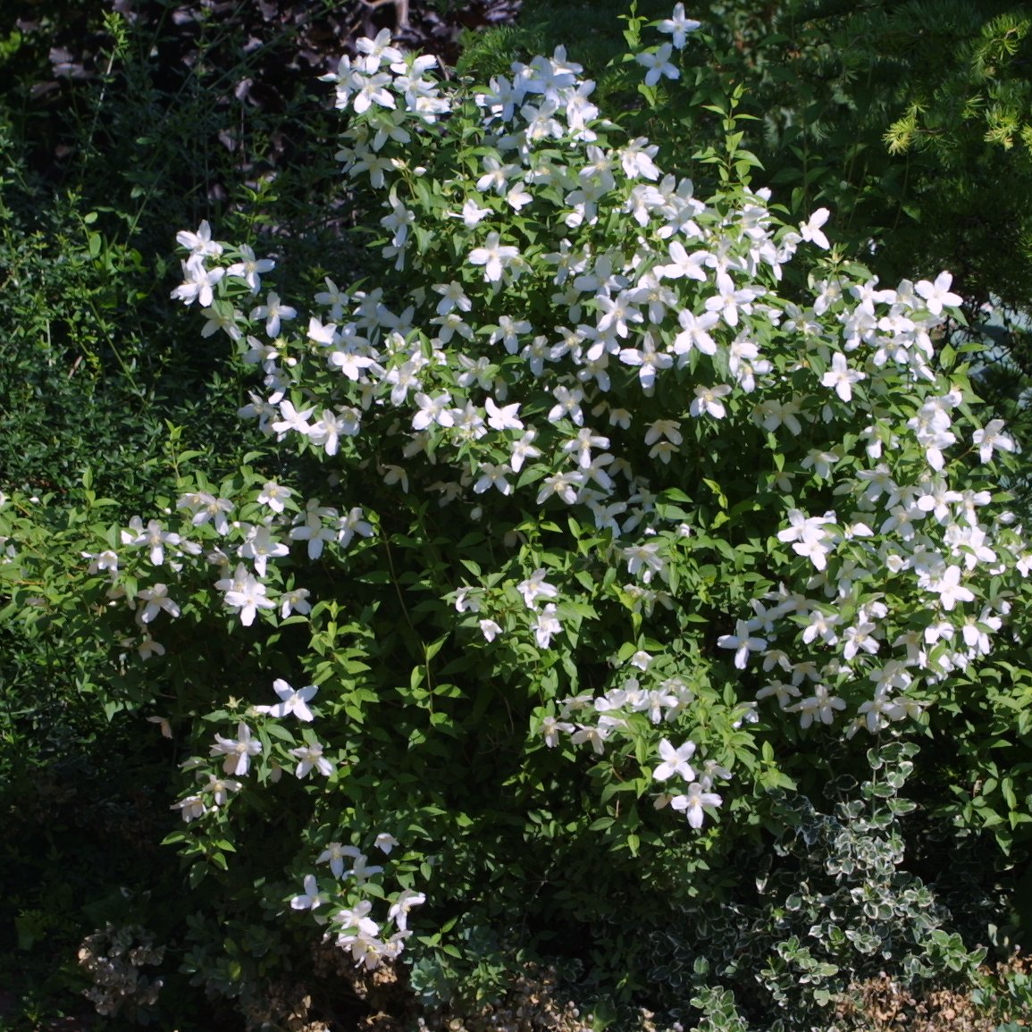 Pfeifenstrauch, Falscher Jasmin Philadelphus 'Erectus' weiß