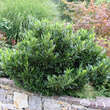 Prunus laurocerasus 'Otto Luyken': Bild 7/9