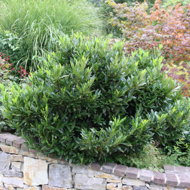 Kirschlorbeer Prunus laurocerasus 'Otto Luyken' weiß