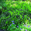 Prunus laurocerasus 'Piri': Bild 3/5